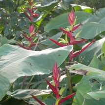 Flowers in the Tati Yupi sanctuary